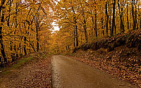 Jesen: Cesta kroz umu