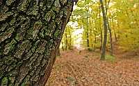 Jesen: Drvo
