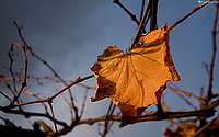 Jesen: Listje #3