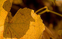 Jesen: Listje #4
