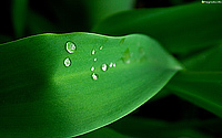 Tulipan #1