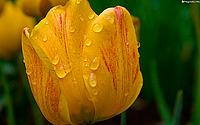 Tulipan #2