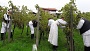 Berbom u vinogradu OPG-a Zdolc otvorena manifestacija Branje grojzdja